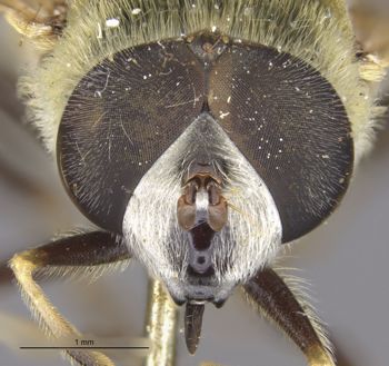 Media type: image;   Entomology 885 Aspect: head frontal view